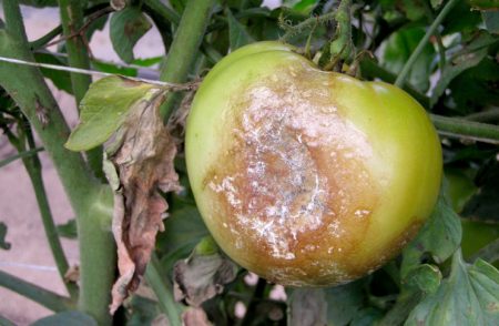 Tomaten, die von Krautfäule befallen sind