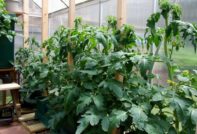 Grandi cespugli di pomodori in una serra