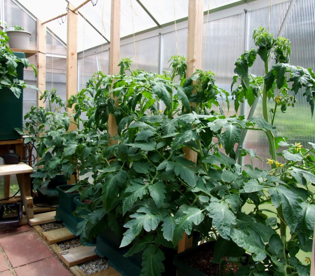 Grandi cespugli di pomodori in una serra