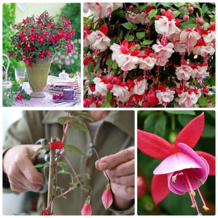 Fuchsienpflege