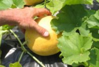 Melón en el jardín
