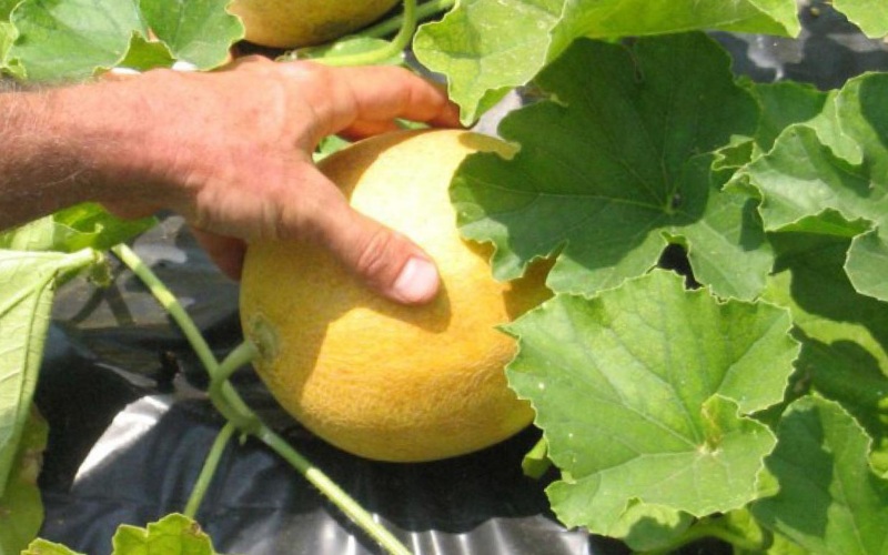 Melone im Garten