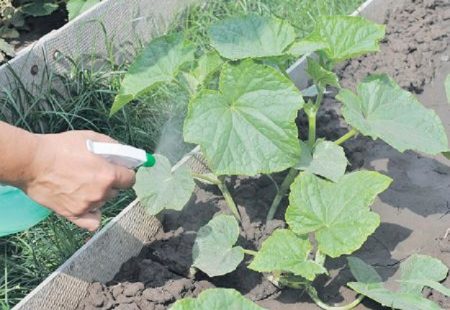 Fertilisation foliaire des concombres