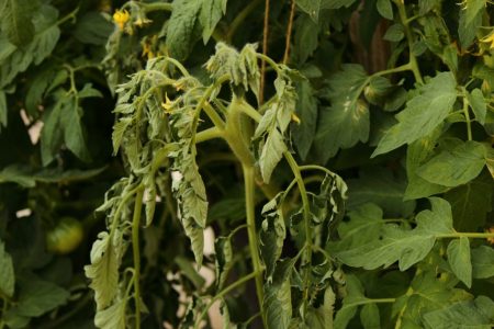 Welken der Tomaten