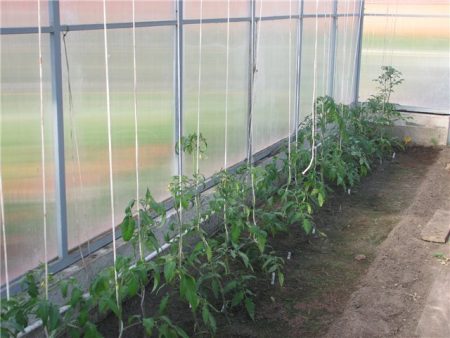 Pomodori in serra