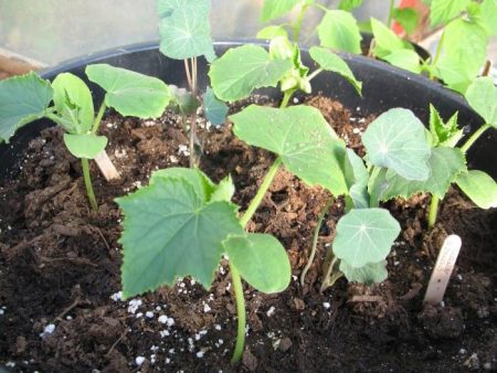 Des semis de concombre poussent dans un pot