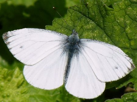 Schmetterling