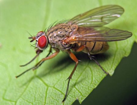 fliegen