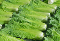 Chinakohl