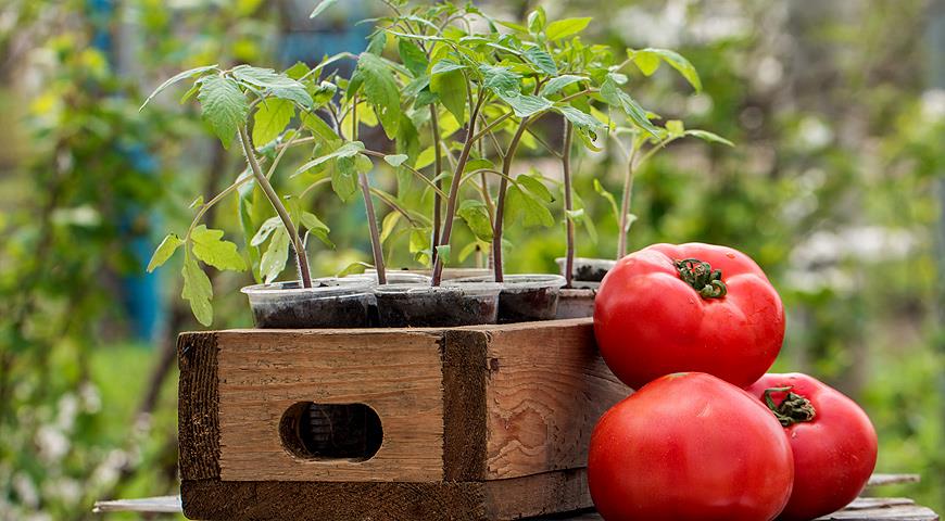 Tomatensämlinge