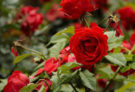 Rote Rose