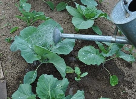 Kohl gießen