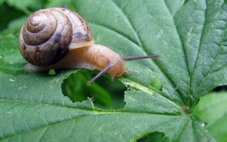 Die Nacktschnecke frisst