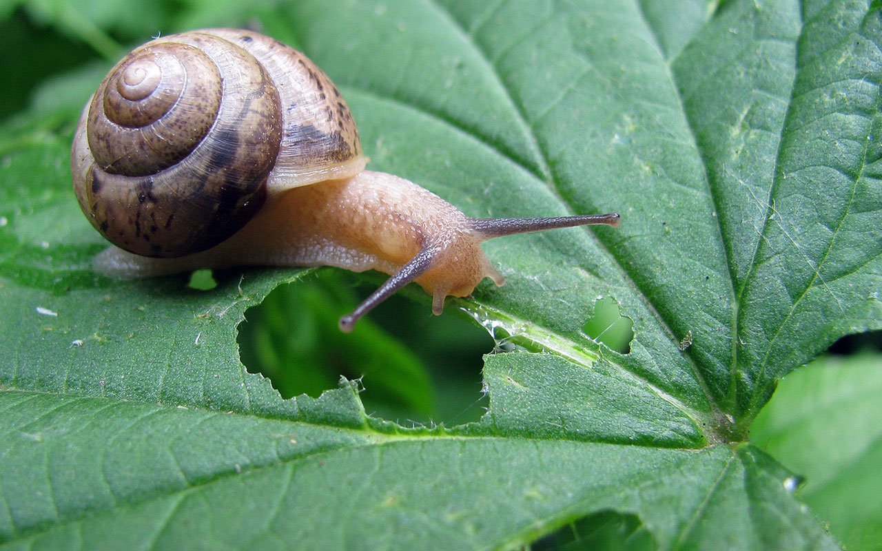 Die Nacktschnecke frisst