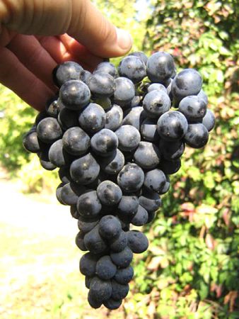 schwarze Trauben