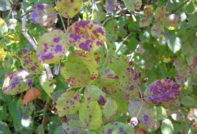 Rosenstrauch