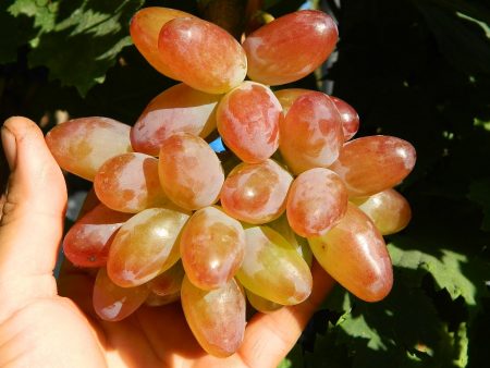 Weinrebenzweig
