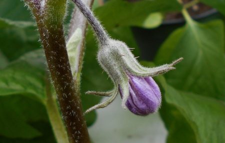 Auberginenblüte