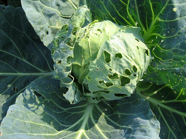 Löcher im Kohl