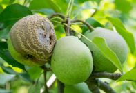 Le pere stanno marcindo sull'albero