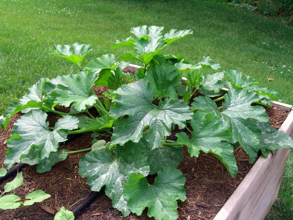 Zucchinibusch