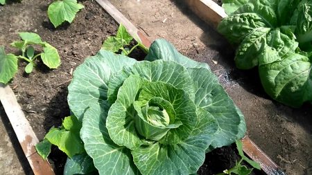 Kohl