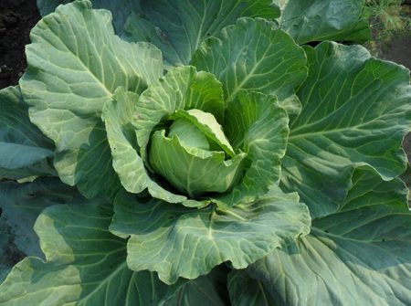 offener Kohl