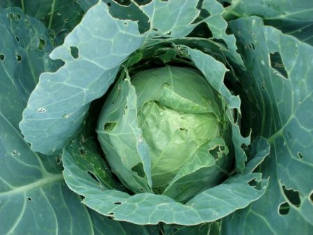 Kohl mit Löchern