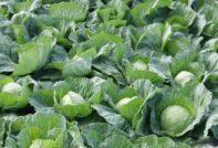 Kohl im Garten