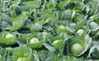 Kohl im Garten