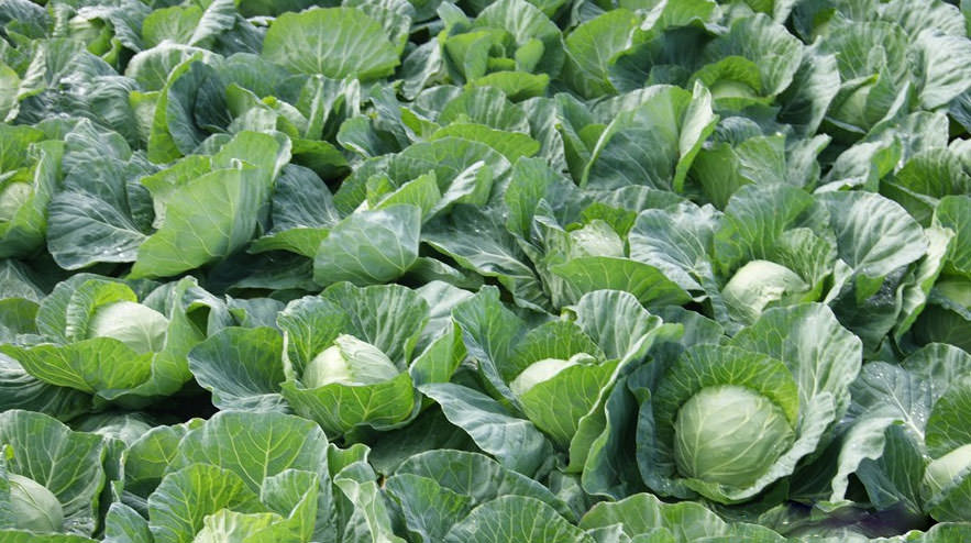 Kohl im Garten