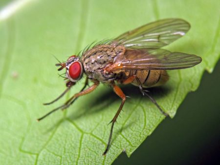 fliegen