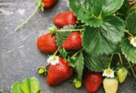 Erdbeere