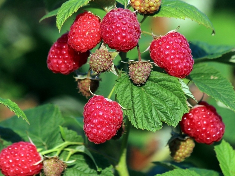 Dünger für Himbeeren