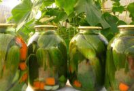 Essiggurken im Glas, einfache Rezepte