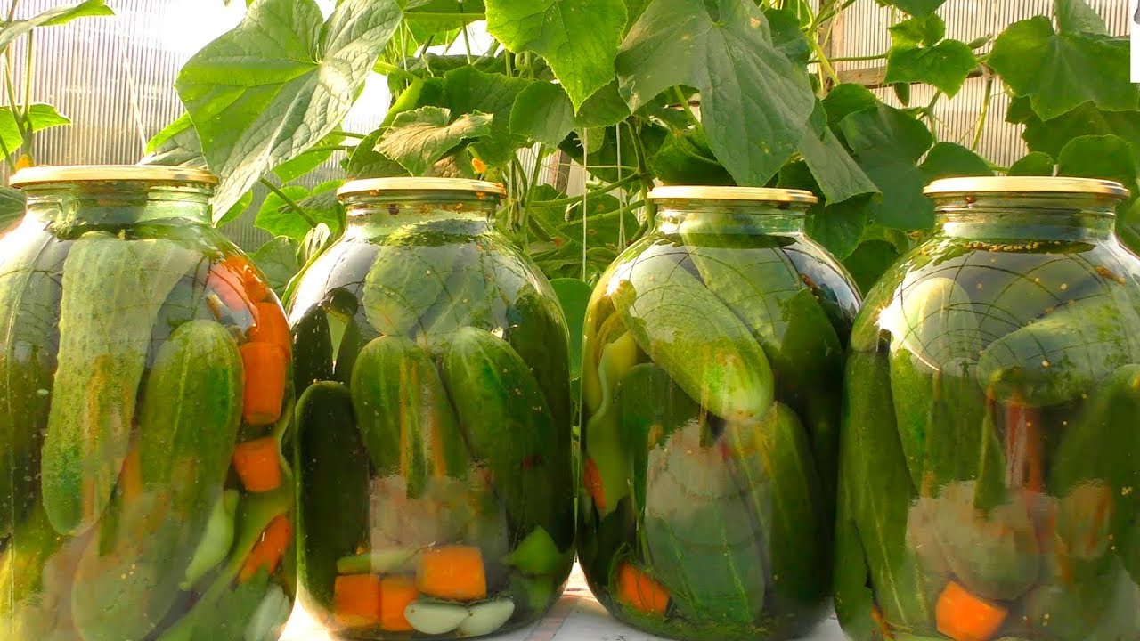 Cornichons en bocaux, recettes simples