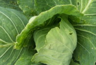 Cavolo cappuccio non aperto