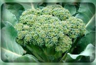 Une tête de brocoli
