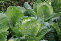 Cavolo