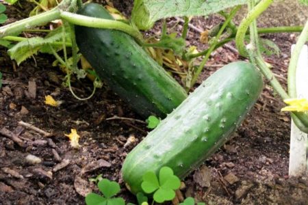 Protection des plantes