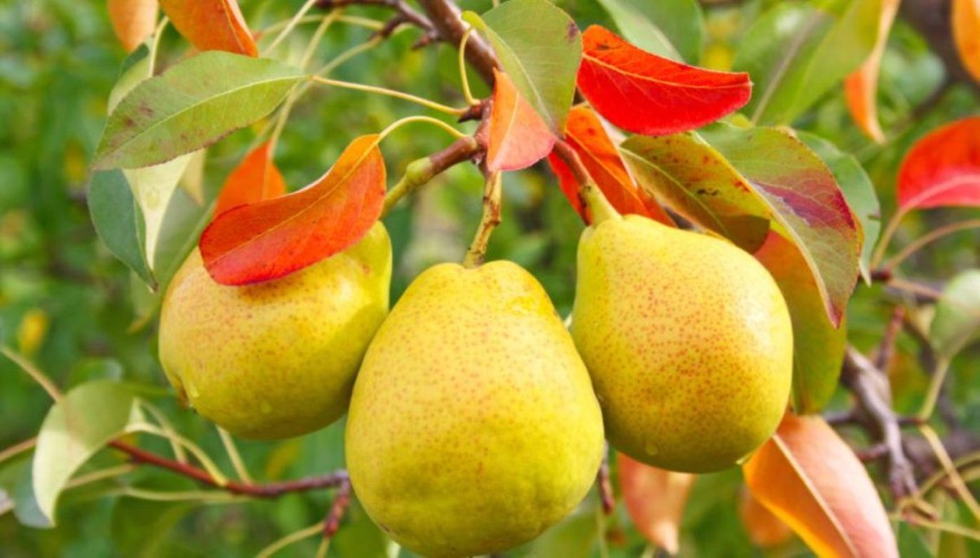 Rote Birnenblätter