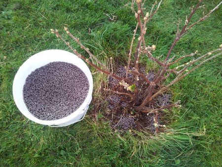 Bio-Johannisbeeren