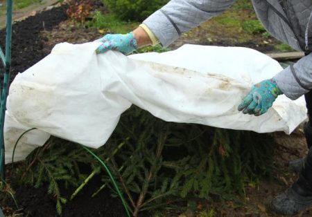 couvrir les rosiers pour l'hiver