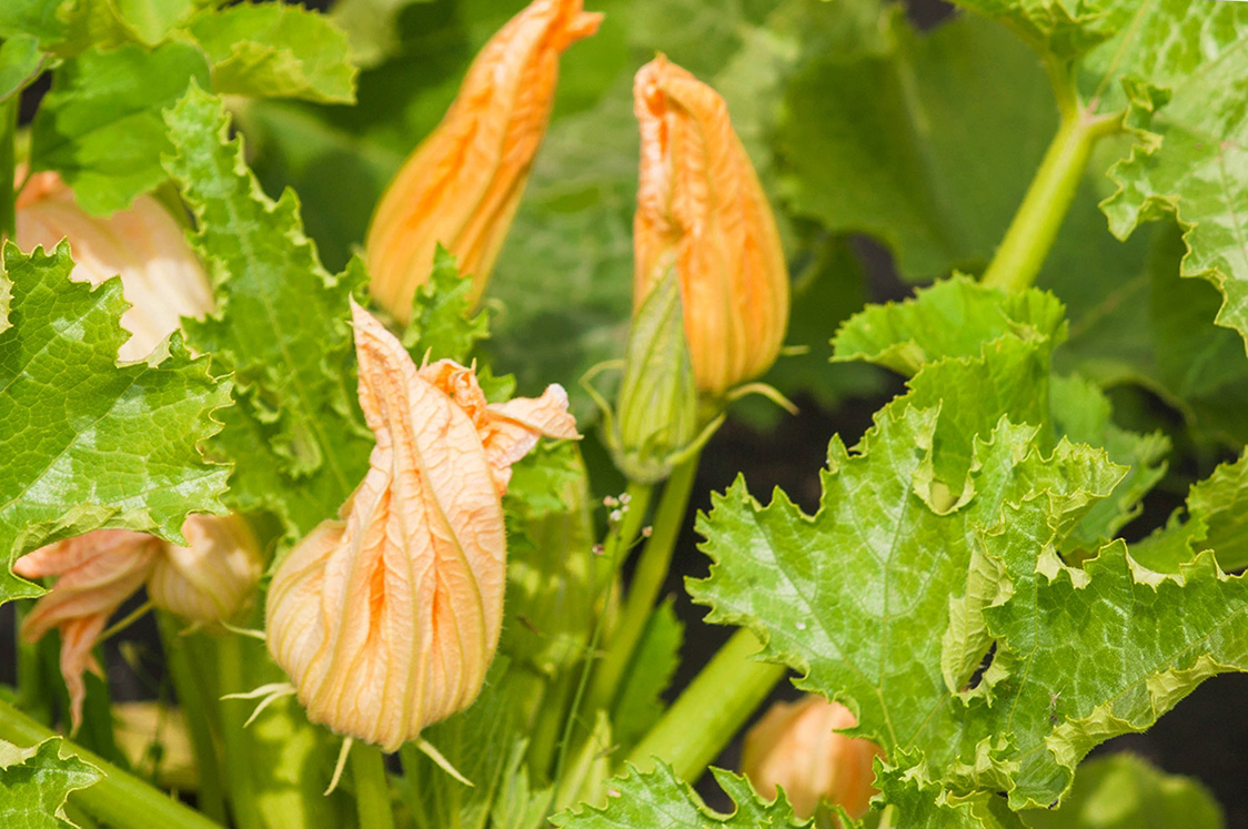 Zucchiniblüten