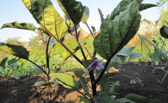 Die Aubergine blüht.
