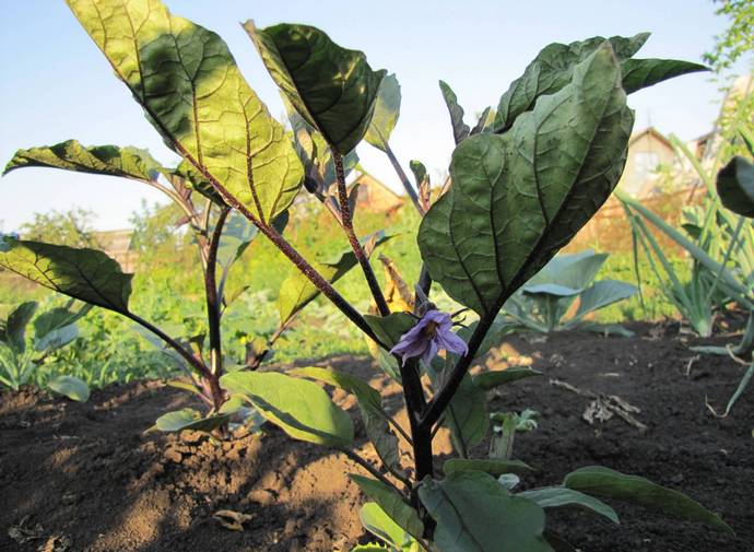 Die Aubergine blüht.