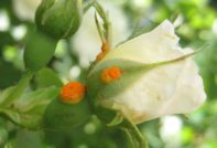 kranke Rose