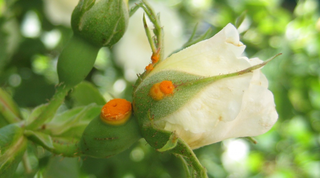 rose malade