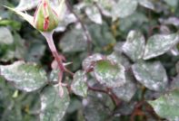 Rosenblätter, die von Grauschimmel befallen sind