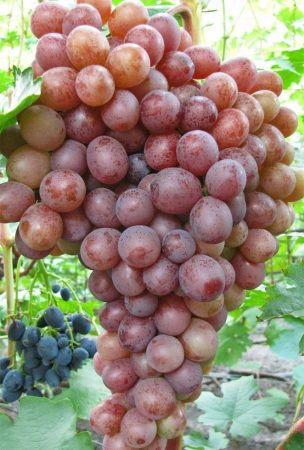 Weinrebenzweig